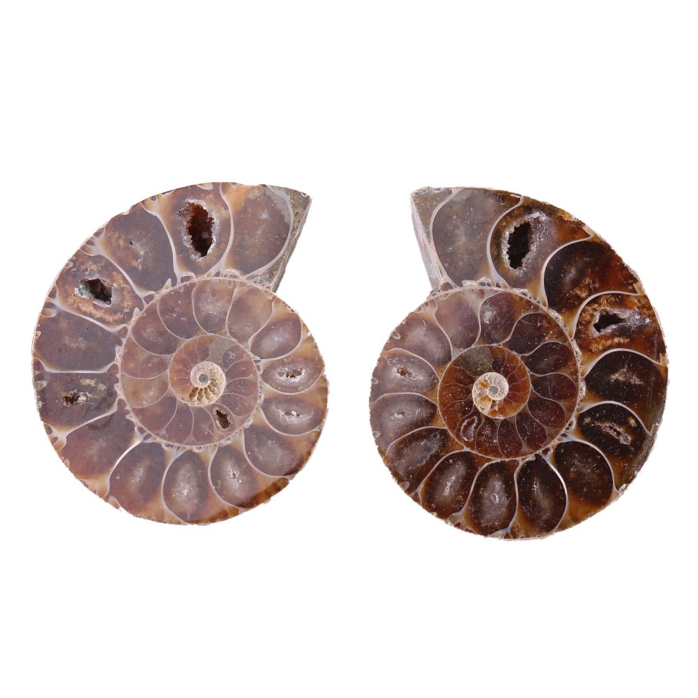 2Pcs Ammonite Specimen Shell Madagascar Natural Stones and Minerals With Ancient History, Retro (4cm)