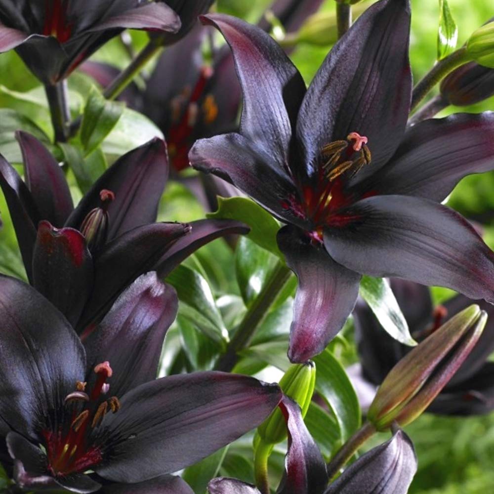 2 x Lily Landini Asiatic – 10 Flowers per Bulb – Deep Purple Star-Like Flowers – Loved by Gardeners and Pollinators - Fills Early Summer Garden