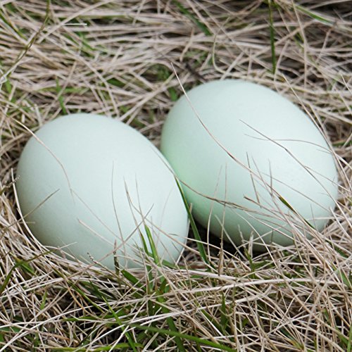 MasterPro Wooden Fake Eggs-6 pieces by MasterPro - Thumbnail 2