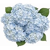 GlobalRose 20 Blue Hydrangea Flowers Responsibly Sourced Hand-Picked Fresh Bouquet for Graduation, Anniversary, Birthday &amp; Special Occasions
