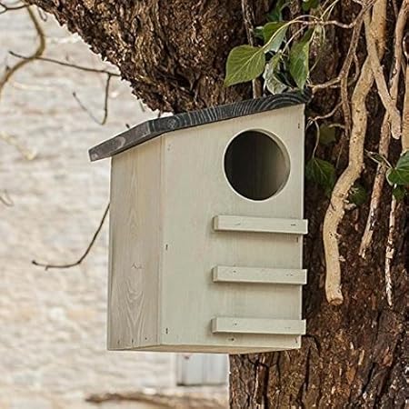 Amazon Com Ckb Ltd Squirrel House Nesting Box Made From Pine