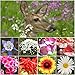 Bulk Package of 30,000 Seeds, Deer Resistant Wildflower Mixture (100% Pure Live Seed) Non-GMO Seeds by Seed Needs ... primary