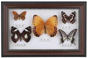 YANMIS Real Framed Butterfly, Butterfly Specimen Display With Black and White Frame Taxidermy Home Ornament Decor-5 Vivid and Unique Species Collection for Holiday and Birthday Craft Gift(Black Frame)