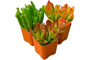 Succulents Plants Live Jade Plant 2" 3-Pack Mystery Collection, Live Jade Plant Starter Collection, Live Succulent Plants in Grower Pots with Succulent Soil Mix by The Succulent Cult