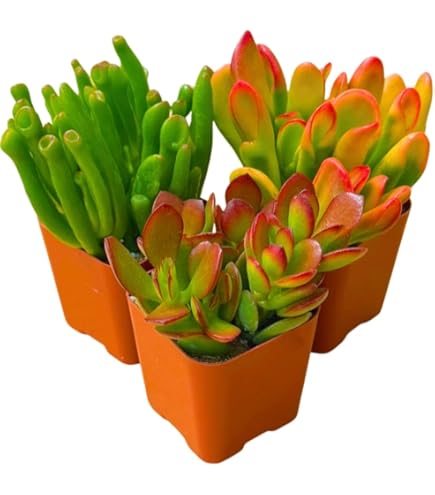 Amazon.com: 玉植物4 英吋(約10.1 公分)紅棗玉器小巧多肉植物活著,容易