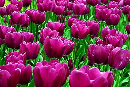 Amazon Co Jp A1 特大 ポスター チューリップ花紫花壇緩い日当たりの良い 壁紙ウォールステッカーポスター A1 841x594mm Generic