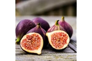 VAACNEE King Figs Sweet Fresh Viable 200 Seeds Cold Tolerant & Decadent Fruits