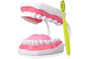 Ultrassist Dental Teeth Model, Ideal Brushing Teaching Dental Tooth Model for Kids and Childrean, 6 Times Enlarge, Includes T