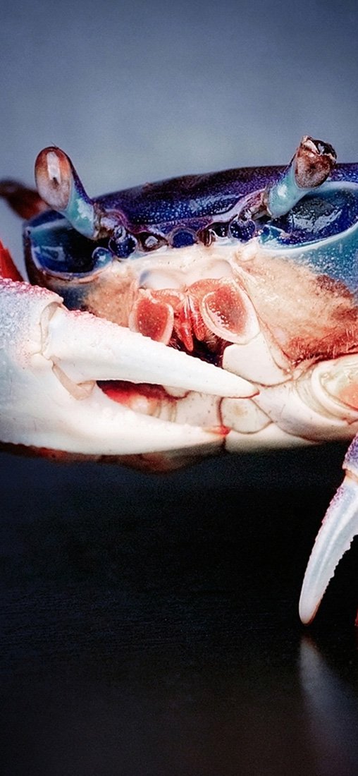 PeelitStickit Cool Crab, Animal Wall Murals ID-172, vinyl