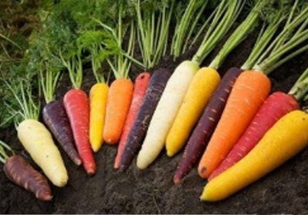 30pcs Semilla Zanahorias Orgánicas Semillas Vegetales Zanahoria ...