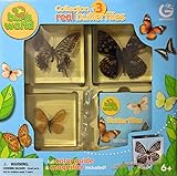 Collection of Real Butterflies in Resin