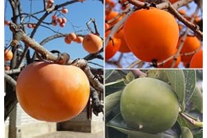 S-PONE 10+ Persimmon Tree Diospyros Hachiya Fruit Seeds Tall Potted Plant Great Tasting Fruit