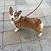 ColPet Dog Leash Harness Adjustable & Heavy Duty Durable Neoprene Dog Leash Collar with Elastic Leash for Training Walking Running, Best for Small Medium Dog, Small, Pink