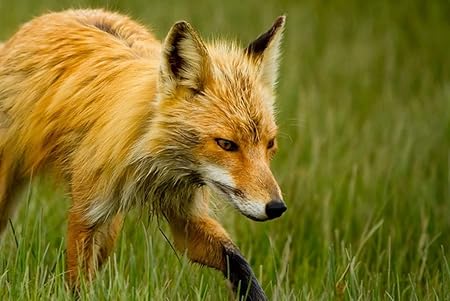 Amazon Co Jp 特大 ポスター キツネ草散歩 壁紙ウォールステッカーポスター 594x4mm Generic