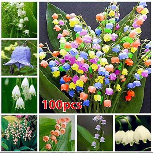 Convallaria Seeds 100pcs/Bag Campanula Flower Seeds Home Garden Bell Orchid Seeds Garden Supplies RARE