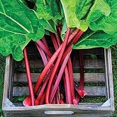 Seeds4planting - Seeds Rhubarb 35 Days Garden Red Heirloom Vegetable Non GMO