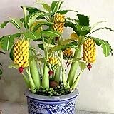 New Rare Dwarf Banana Tree Seeds Mini Bonsai Fruit Exotic Home Garden Plants