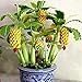 New Rare Dwarf Banana Tree Seeds Mini Bonsai Fruit Exotic Home Garden Plants