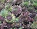 Hens & Chicks 200 Seeds - Semperviven - Perennial
