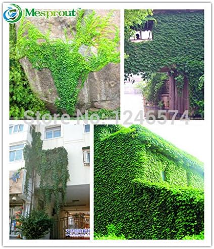 Ivy 50 Seeds parthenocissus skgs parthenocissus seeds foliage flower green plants #32303354726ST