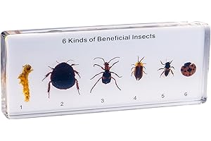 EJLIFEBOX Resin Insect Specimen Set, Science Toys for Kids Aged 3-12 (6 Kinds of Beneficial Insect)