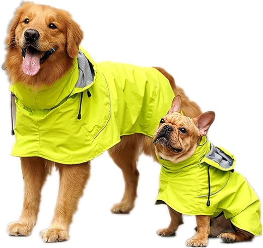 raincoat golden retriever
