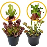 ragnaroc Sarracenia Purpurea SSP. Venosa 2-4" (Purple Pitcher Plant) &amp; Dionaea Muscipula 2-4" (Venus Fly Trap) 2ct &ndash; Live Plant for Indoor Outdoor Use, Carnivorous Plants &ndash; Live Arrival Guaranteed
