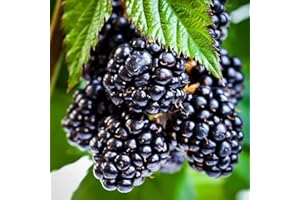 WIVOLIBE 250+ BlackBerry Seeds for Planting - Non-GMO BlackBerry Seeds to Plant for Garden Outdoor - Sweet,Healthy Fruit