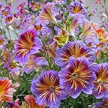 Amazon.com : KVITER 100 Blue & White Morning Glory Seeds