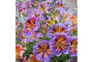 ZEshops 100pcs Rare Chilean Morning Glory Seeds - Mixed Color Blooms for Stunning Annual & Perennial Flowers