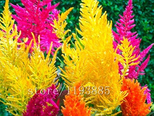 1000pcs Mini Rainbow Pampas Grass Rush Run Reed Switch Grass Seeds Bonsai Beautiful Flower Seeds Potted Plant For Home Garden Amazon Ca Patio Lawn Garden