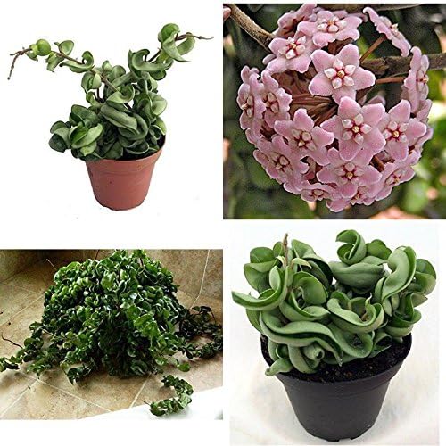 Hindu Indian Rope Plant Hoya Exotic Easy 4"Pot Graden One Live Houseplant Yard