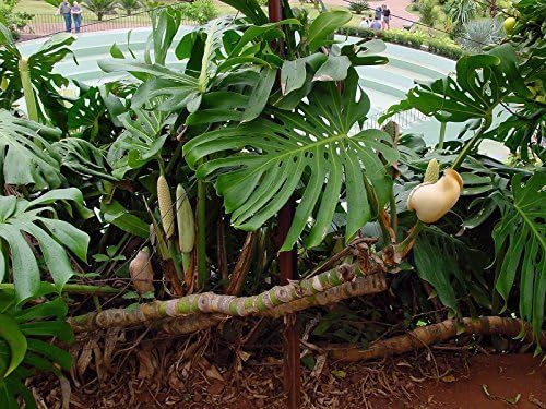 Monstera deliciosa SWISS CHEESE EXOTIC Seeds!