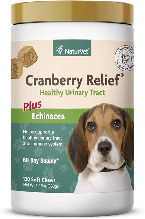 how can you tell if a guinea pig is male or female