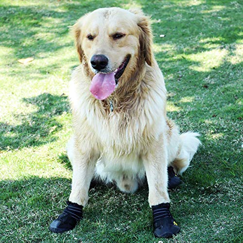 labrador boots