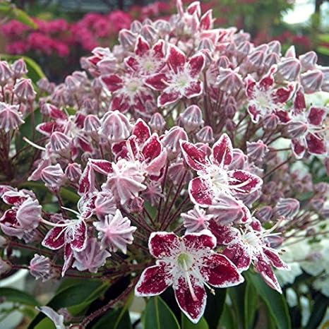 Amazon Co Jp カルミア ギャラクシー根巻き樹高40 50cm 花弁が星型になる珍しい品種 ホーム キッチン