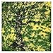 Green Tie Dye Twin Tree Of Life Indian Designs Tapestry Throw Bedspread Wall Hanging