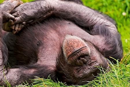 Amazon Co Jp A3 ポスター 寝ている草を寝ている 猿 壁紙ウォールステッカーポスター A3 4x297mm Generic