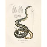 Vintage Boa Snake Composition Notebook