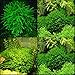 1000 Java Moss Seeds Fern Aquarium Plant Java Fish Aquatic Grass Aquarium Green