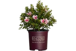 Encore Azalea Autumn Chiffon (1 Gallon) Pink Flowering Shrub - Full Sun Live Outdoor Plant