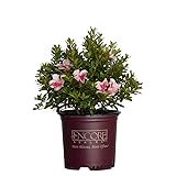 Encore Azalea Autumn Chiffon (1 Gallon) Pink
