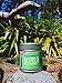 HARU MATCHA - 40g Tin (1.4oz) Japanese Organic Premium Ceremonial Grade Matcha Green Tea Powder - JAS Organic Certified - Ichibancha First Harvest