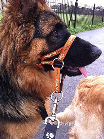 dogmatic headcollar near me