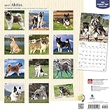 Image de Akitas 2017 Square (Multilingual Edition)