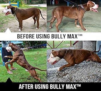 bully max before and after pics