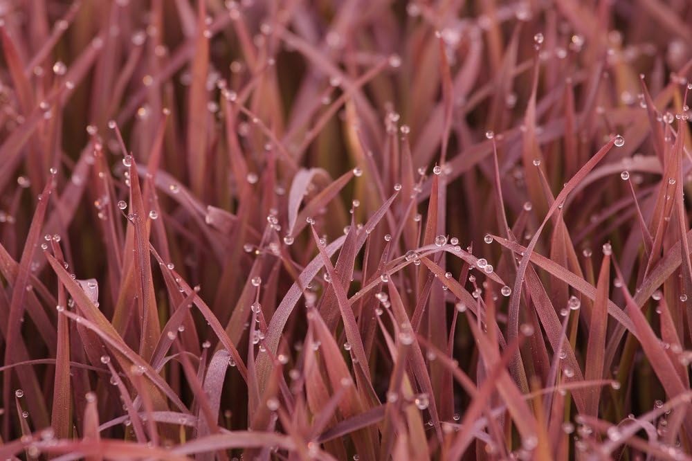 Ornamental Rice Black Madras Seeds - Oryza Sativa -