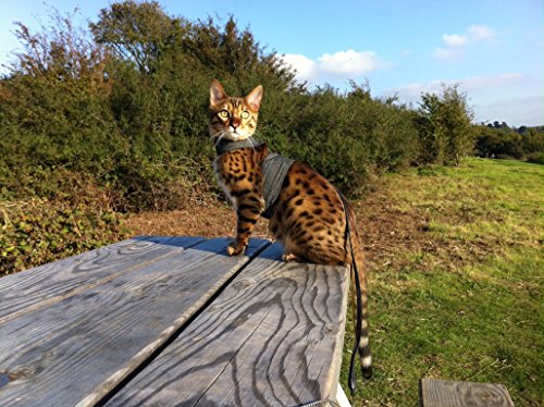 Mynwood Cat Jacket/Harness Black Denim Kitten up to 8month