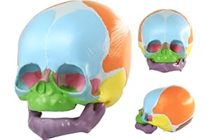 HADWYN Life Size Human Infant Skull Model,Anatomy Fetus Skull Baby Skull Model for Medical Teaching Learning, Learning Educat