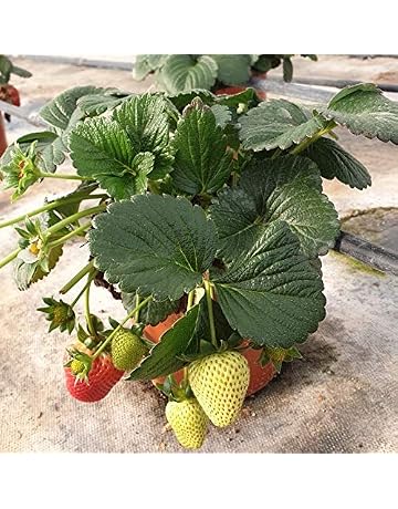 Frutales | Amazon.es